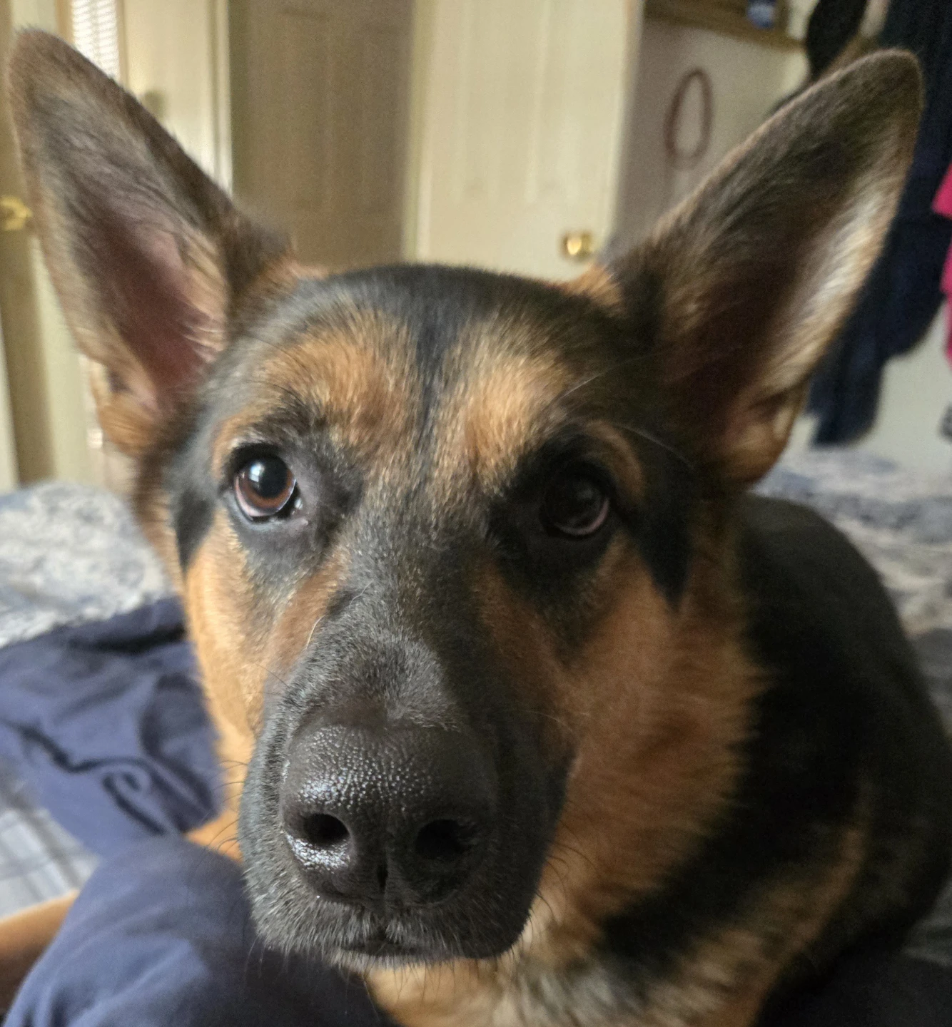 Dave profile