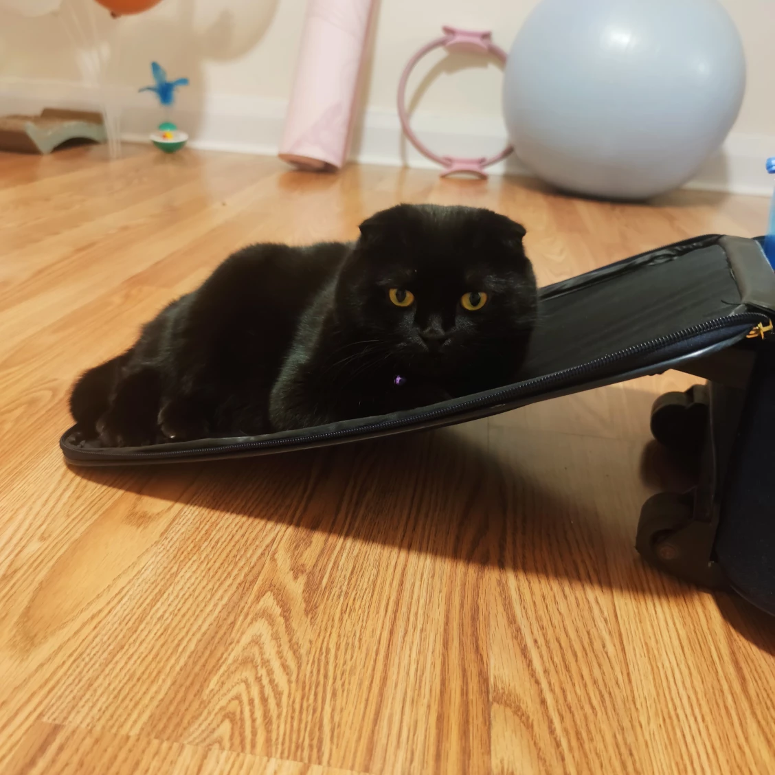 Kirill Oniushkin profile