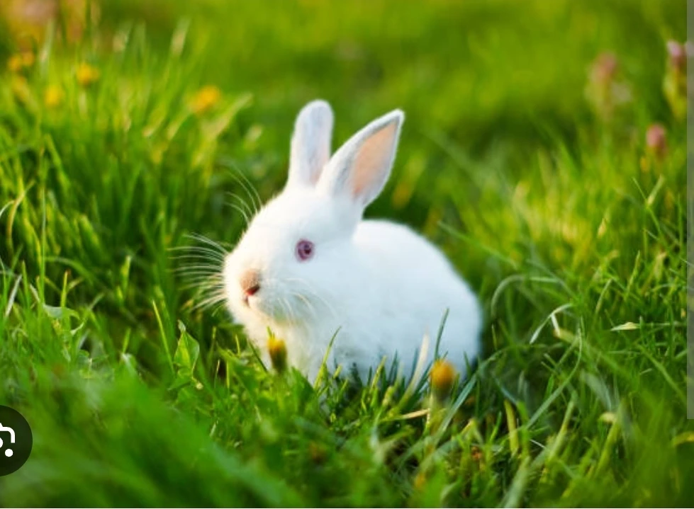 Bunny profile