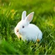 Bunny profile