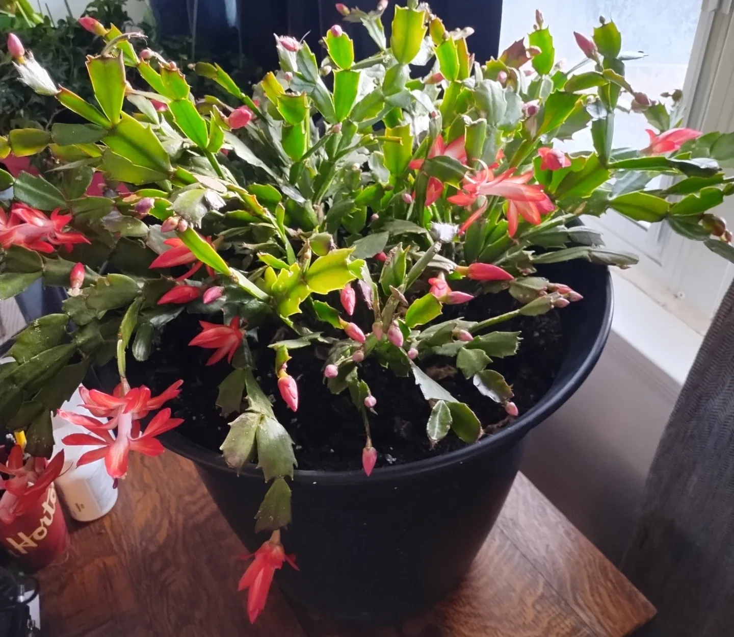 turtle Jay Reid profile