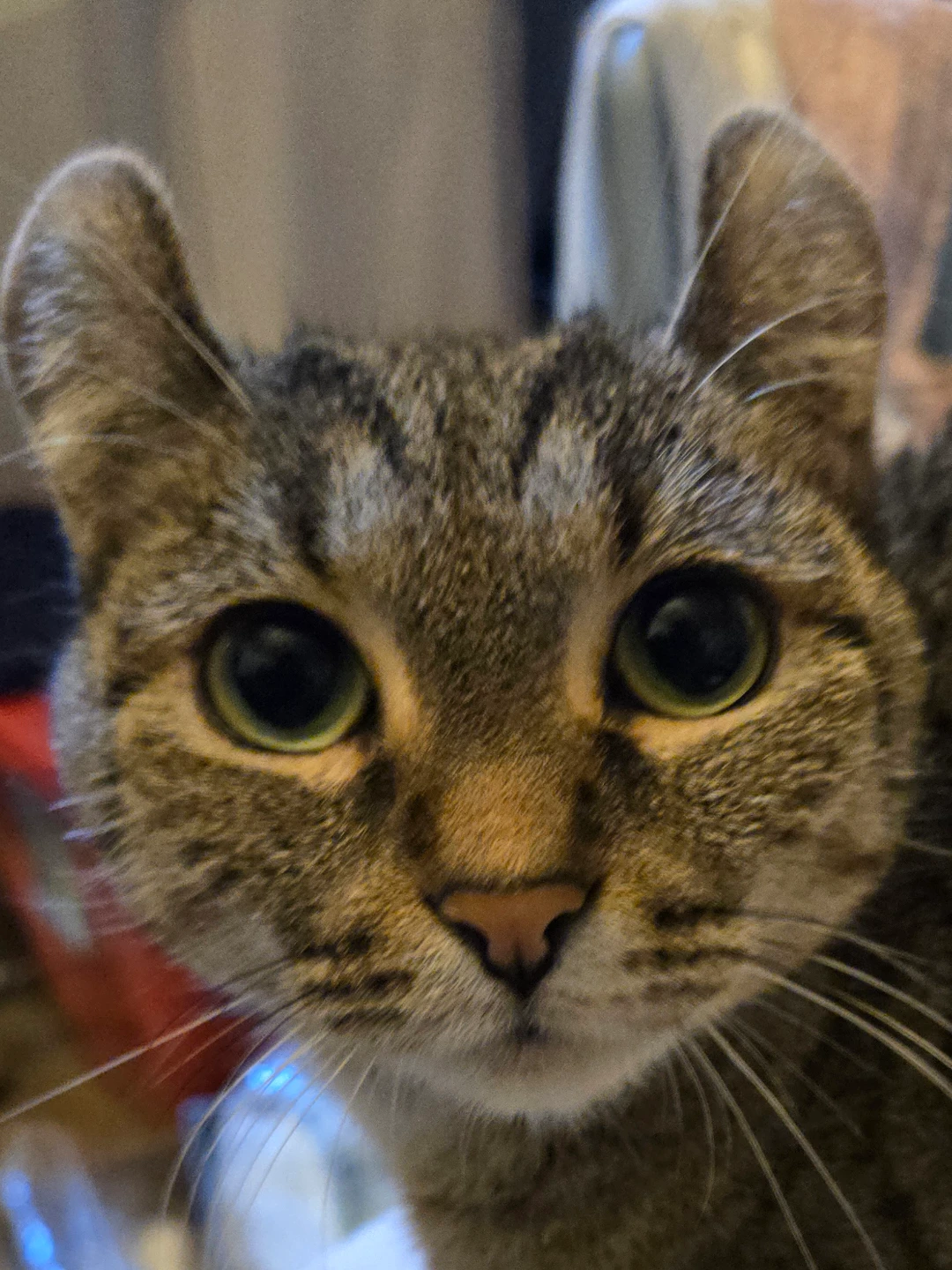 Lisa LiveLoveDance profile