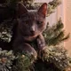 Moski profile