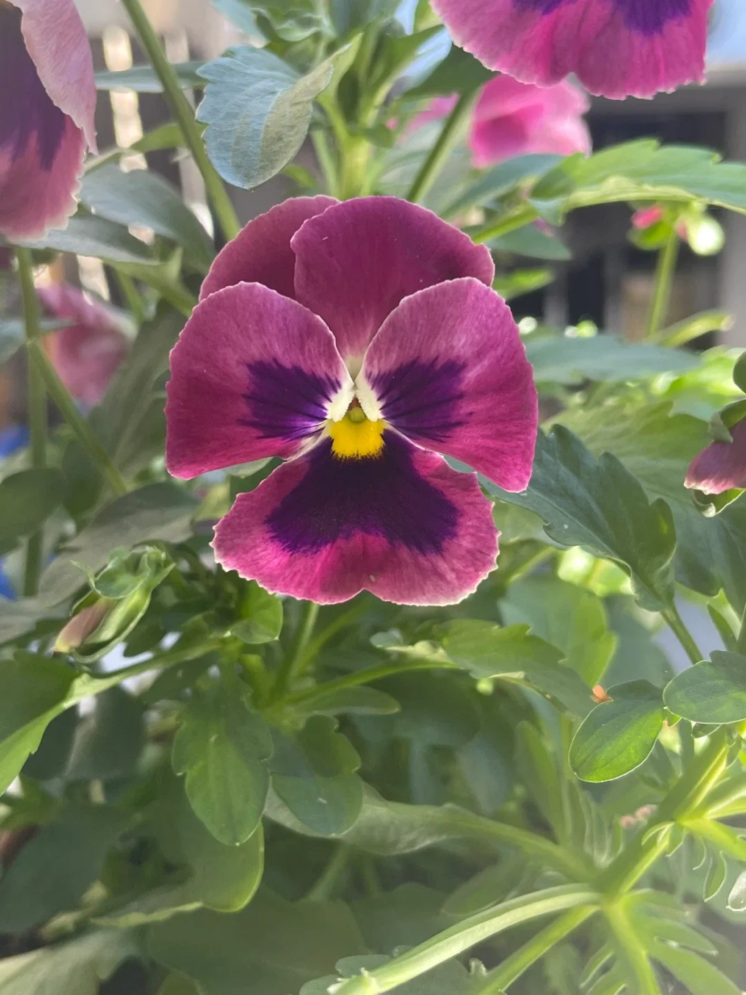 Alana Caldwell profile