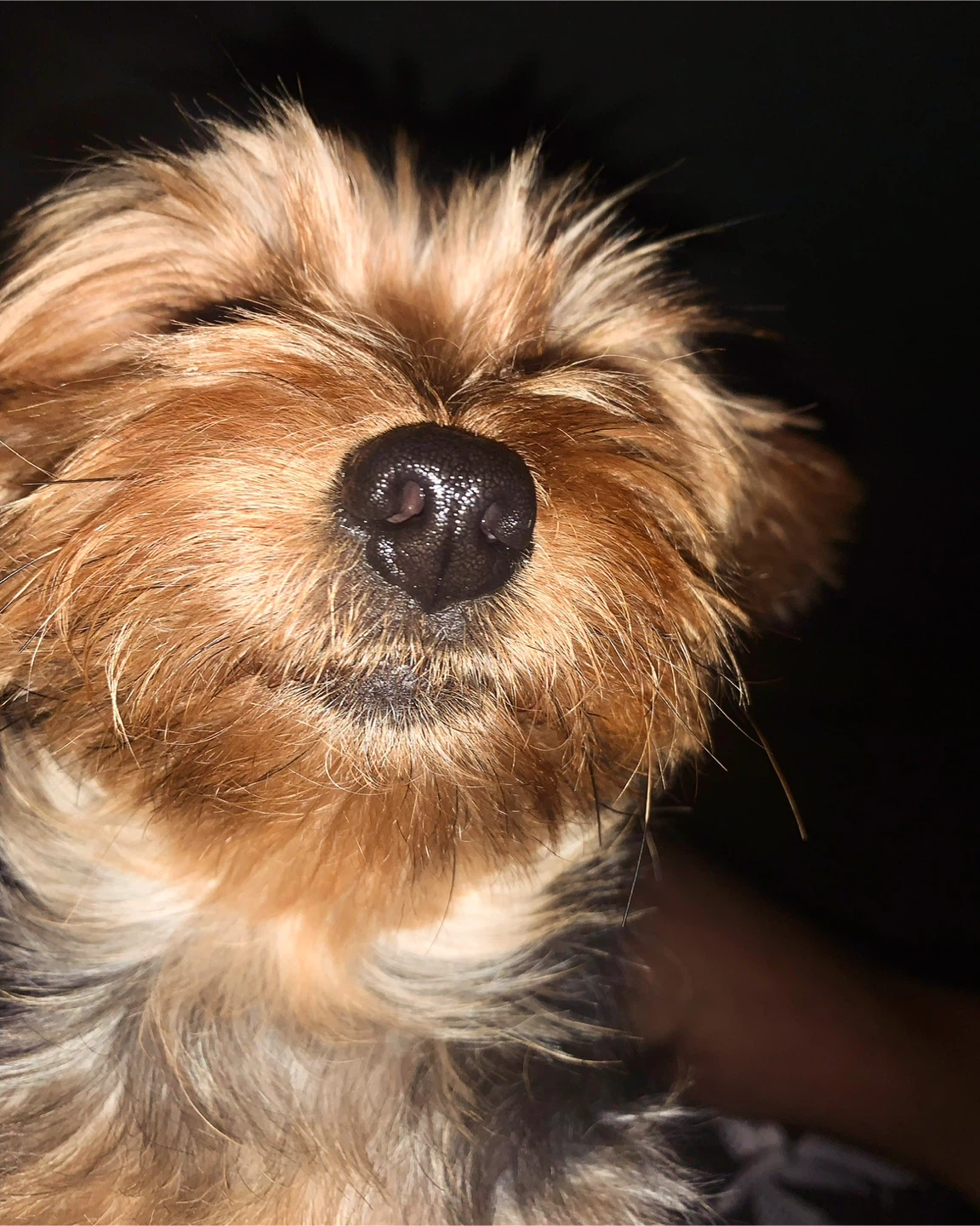 Attila profile