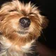 Attila profile