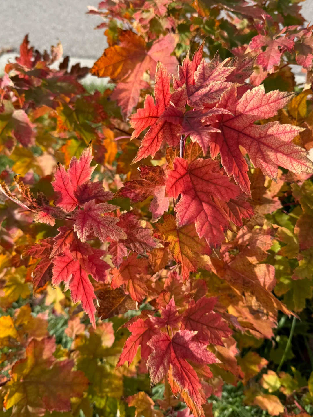 Jazzmin Daniels profile