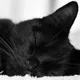 Alia profile