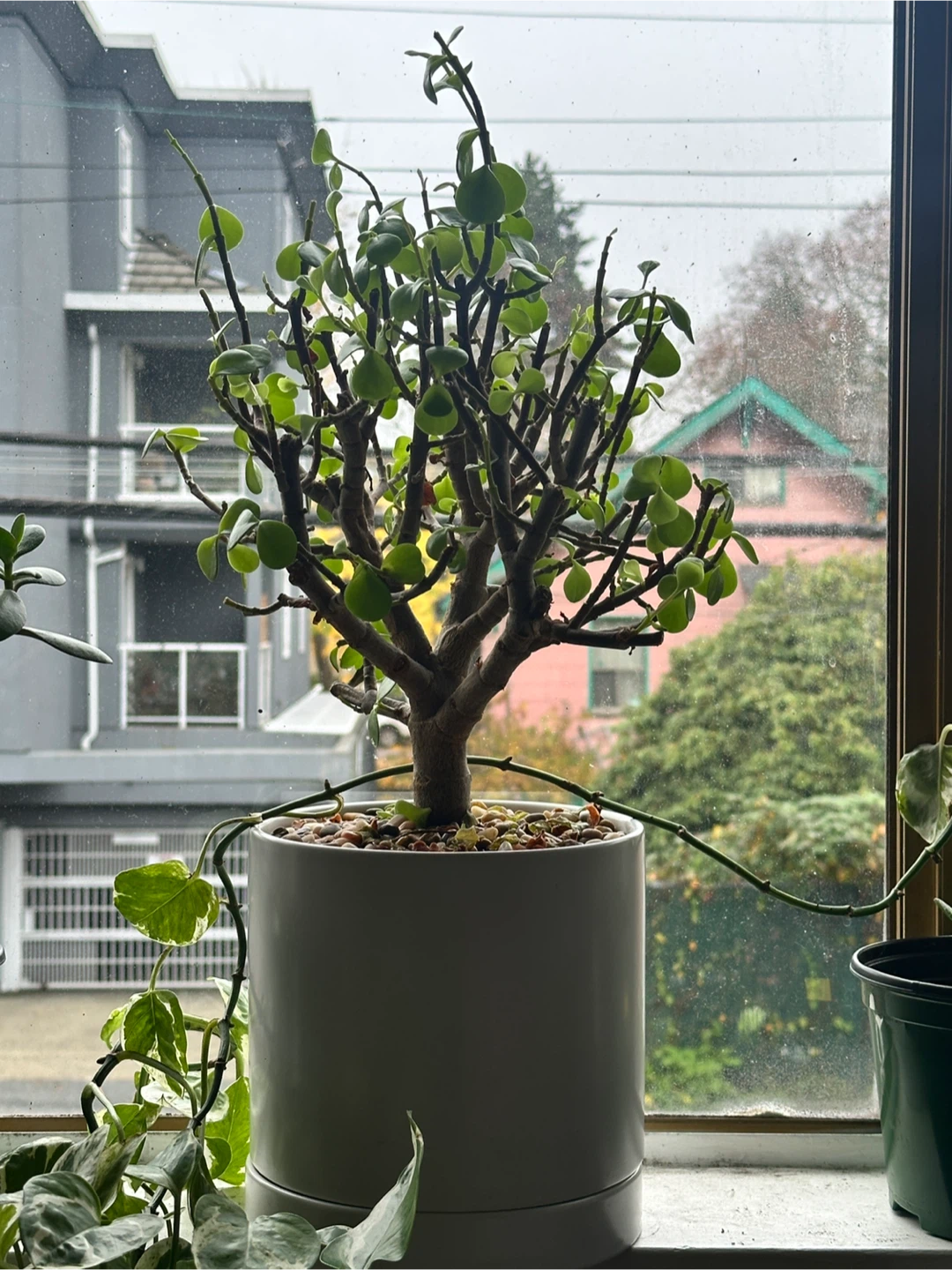 Mustufa Mansuri profile