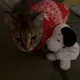 jules profile
