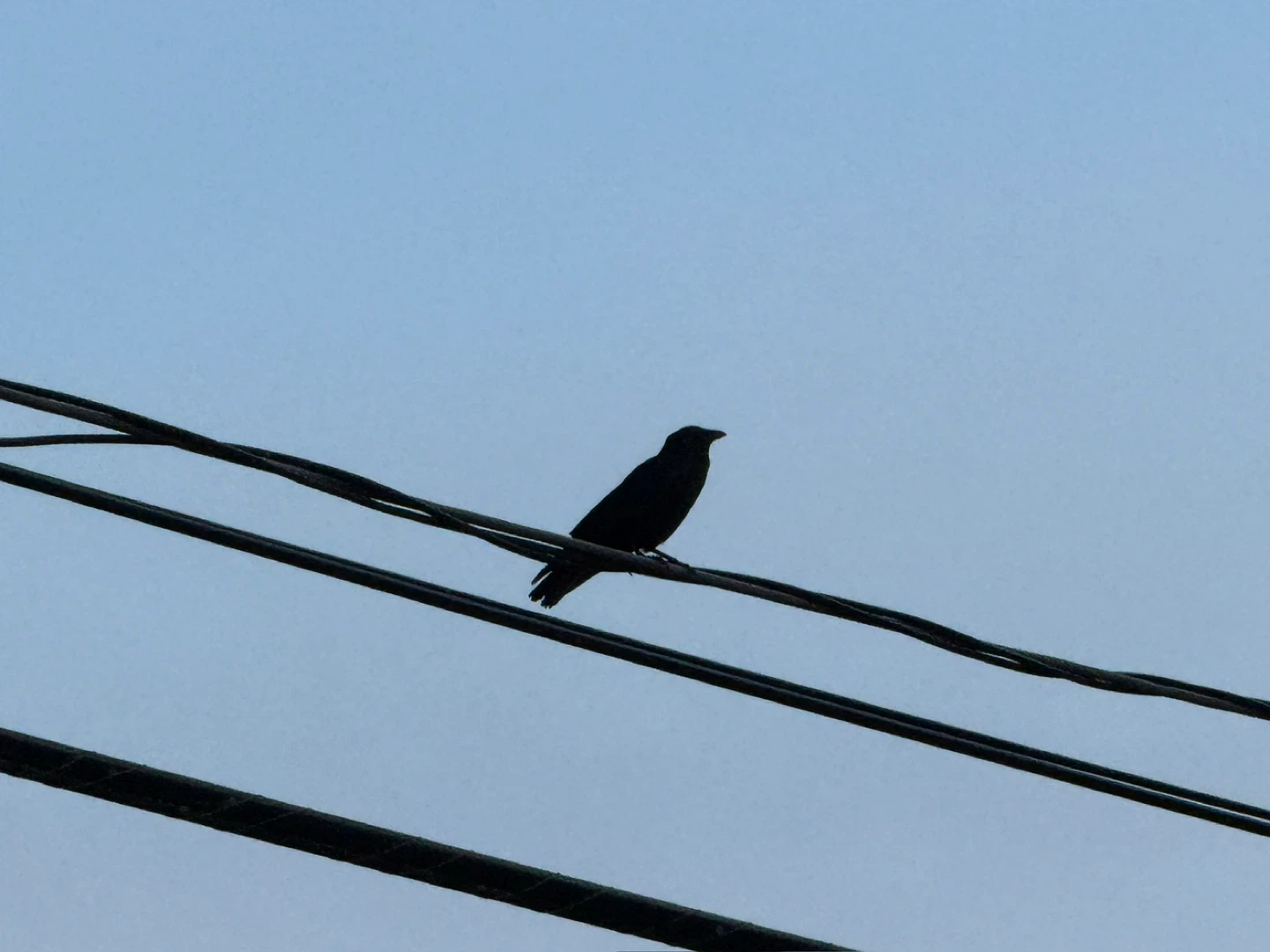 Randy German profile