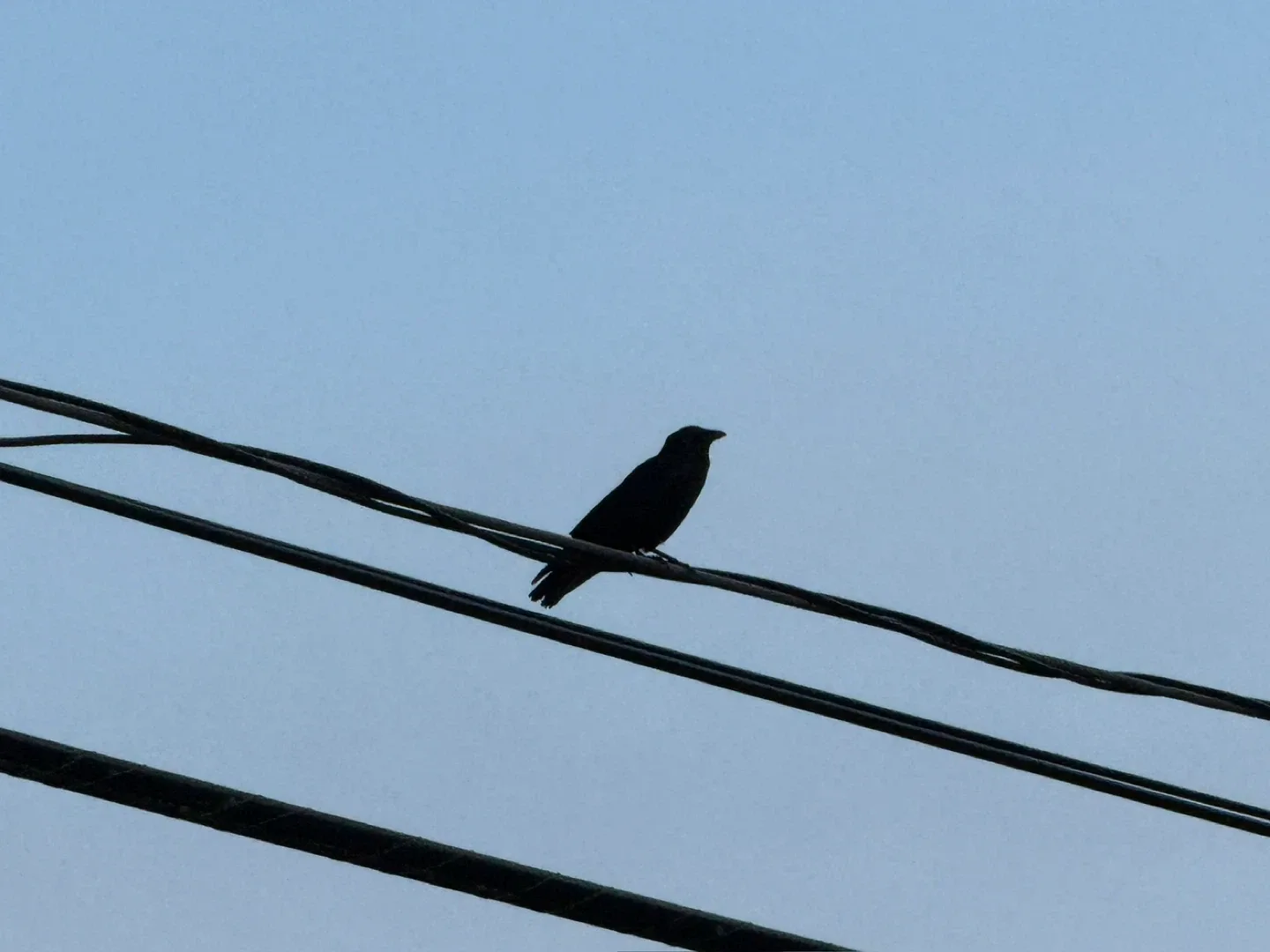 Randy German profile