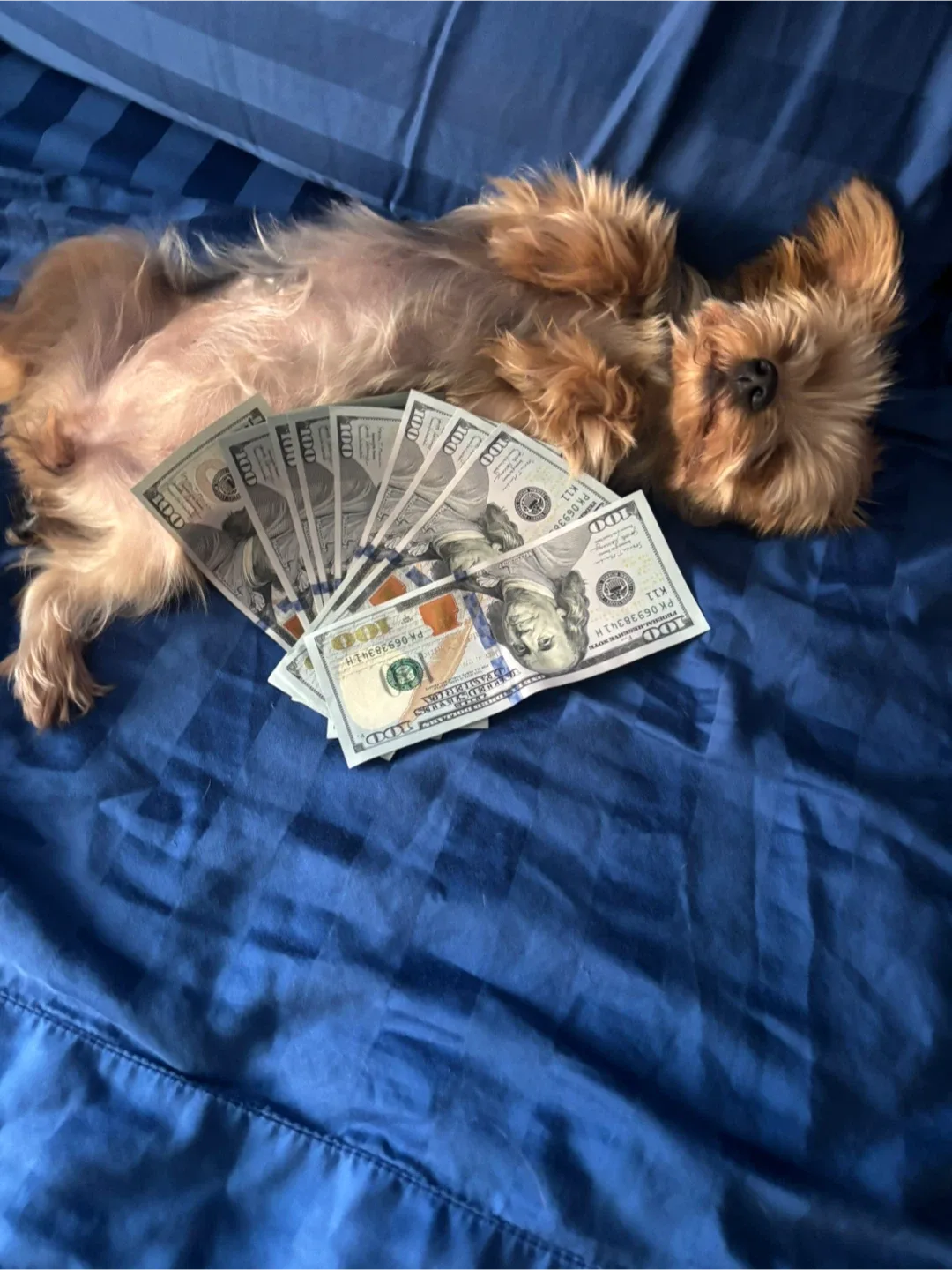 Sebastian Alverca profile