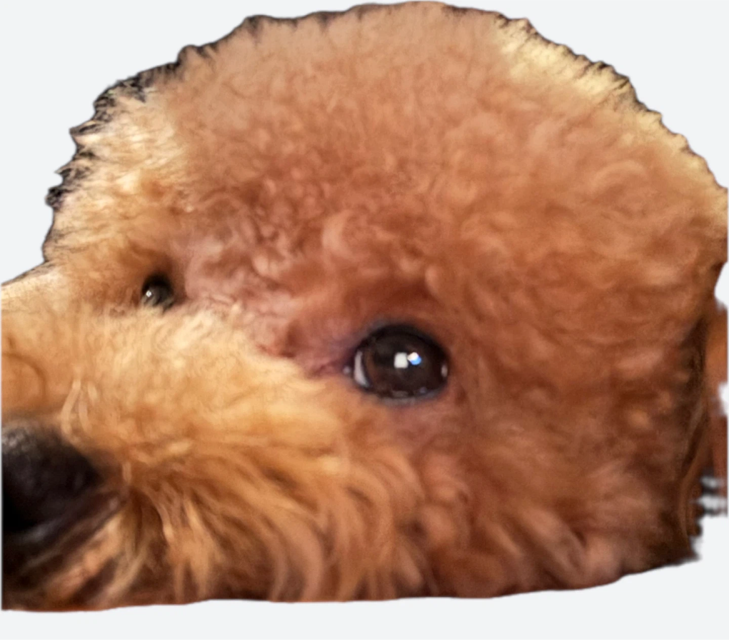 Don Nasrru profile
