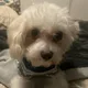 Antonet profile