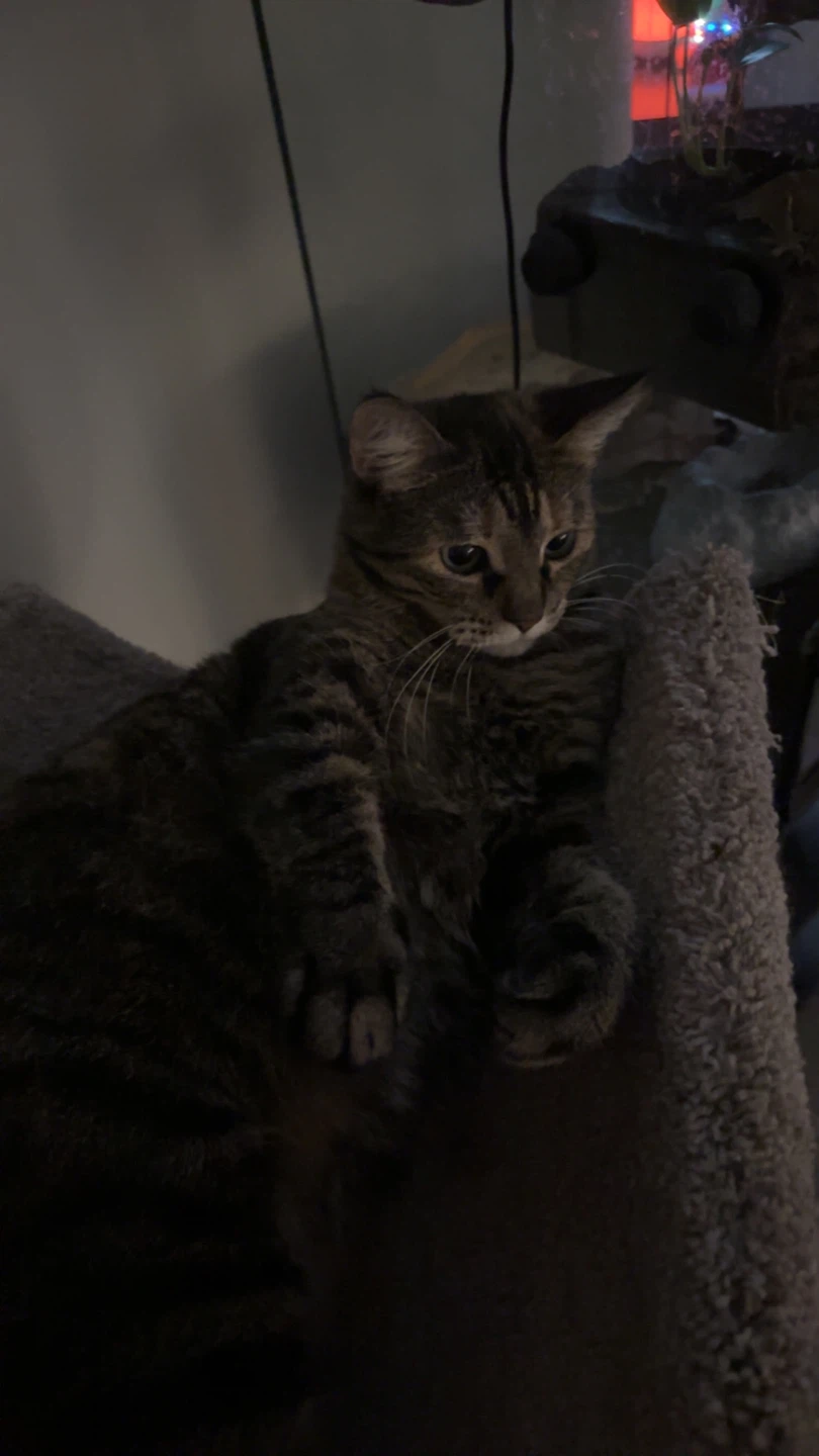 Benjamin profile