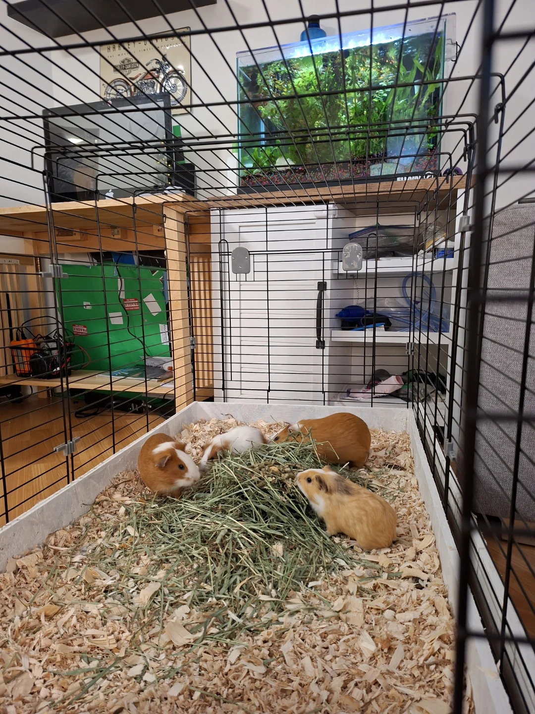 Maplebacon profile