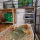 Maplebacon profile
