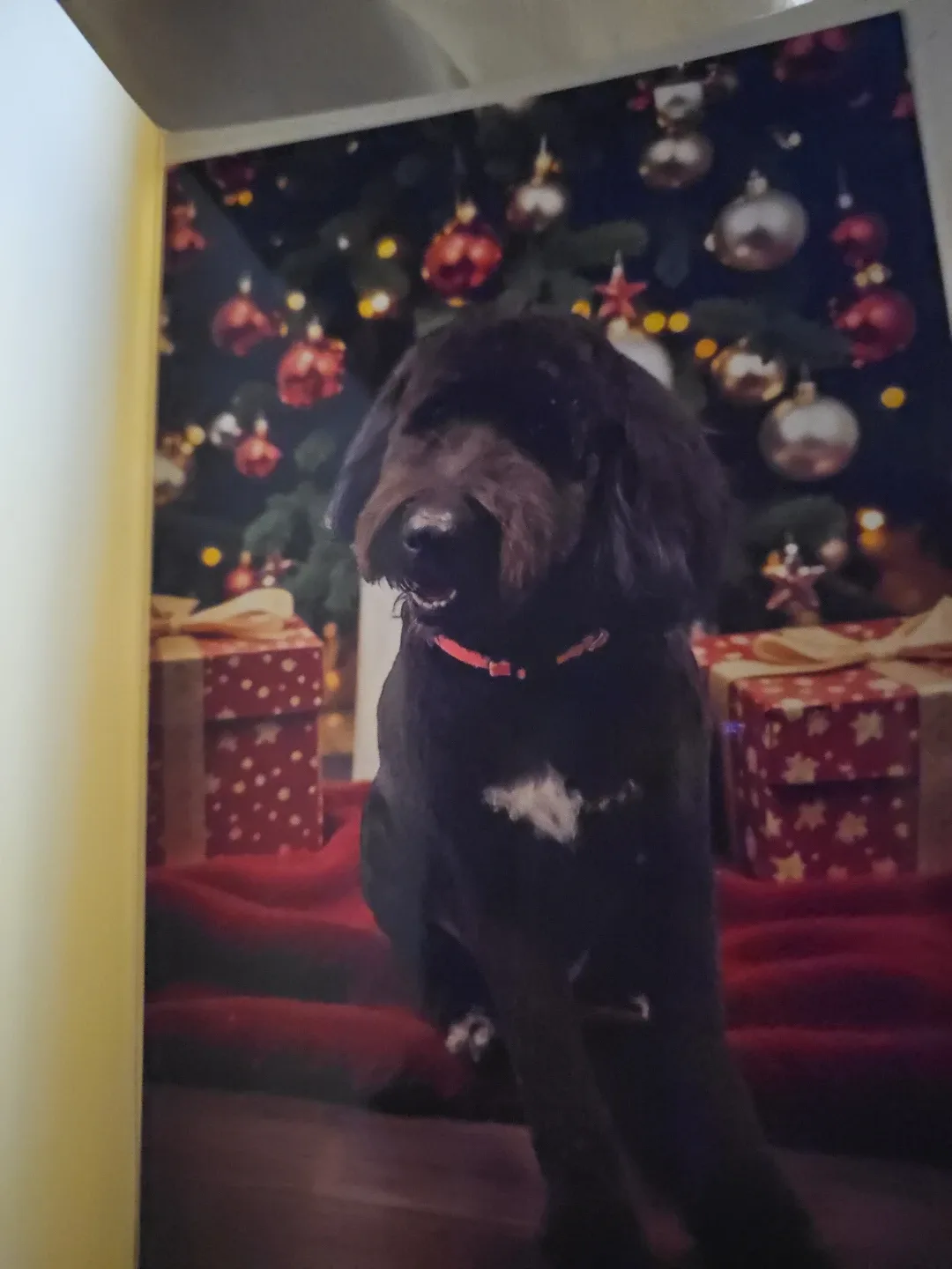 Blackcat vintage profile