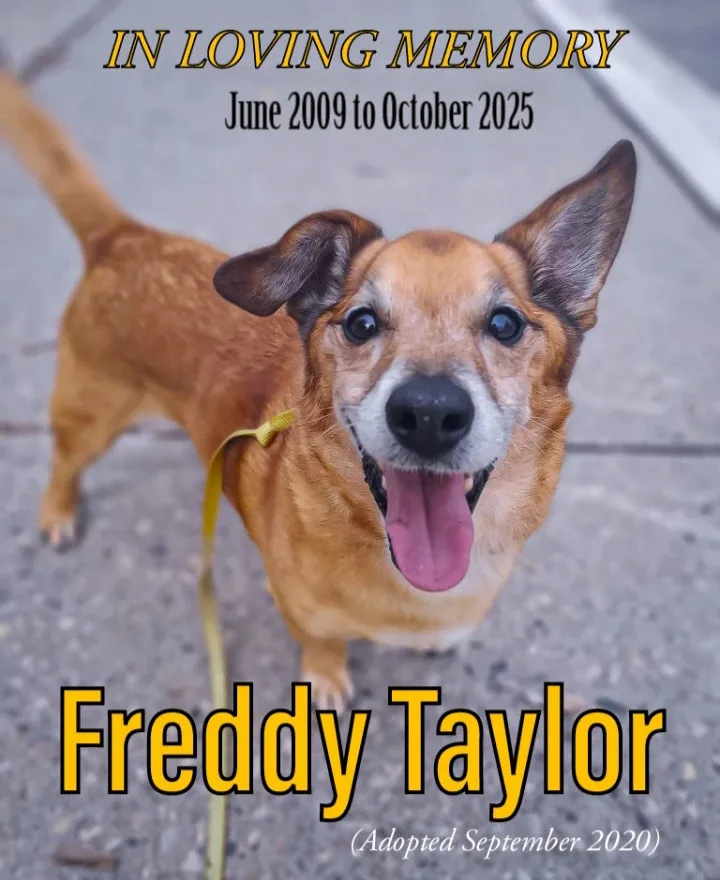 Cylis Taylor profile