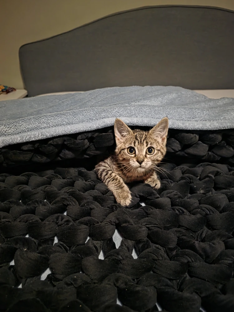 Joshua Echallier profile