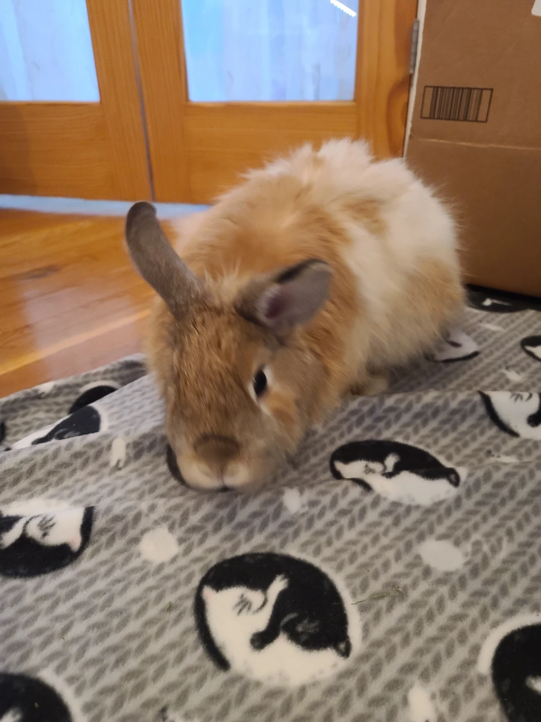 trix profile