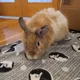 trix profile