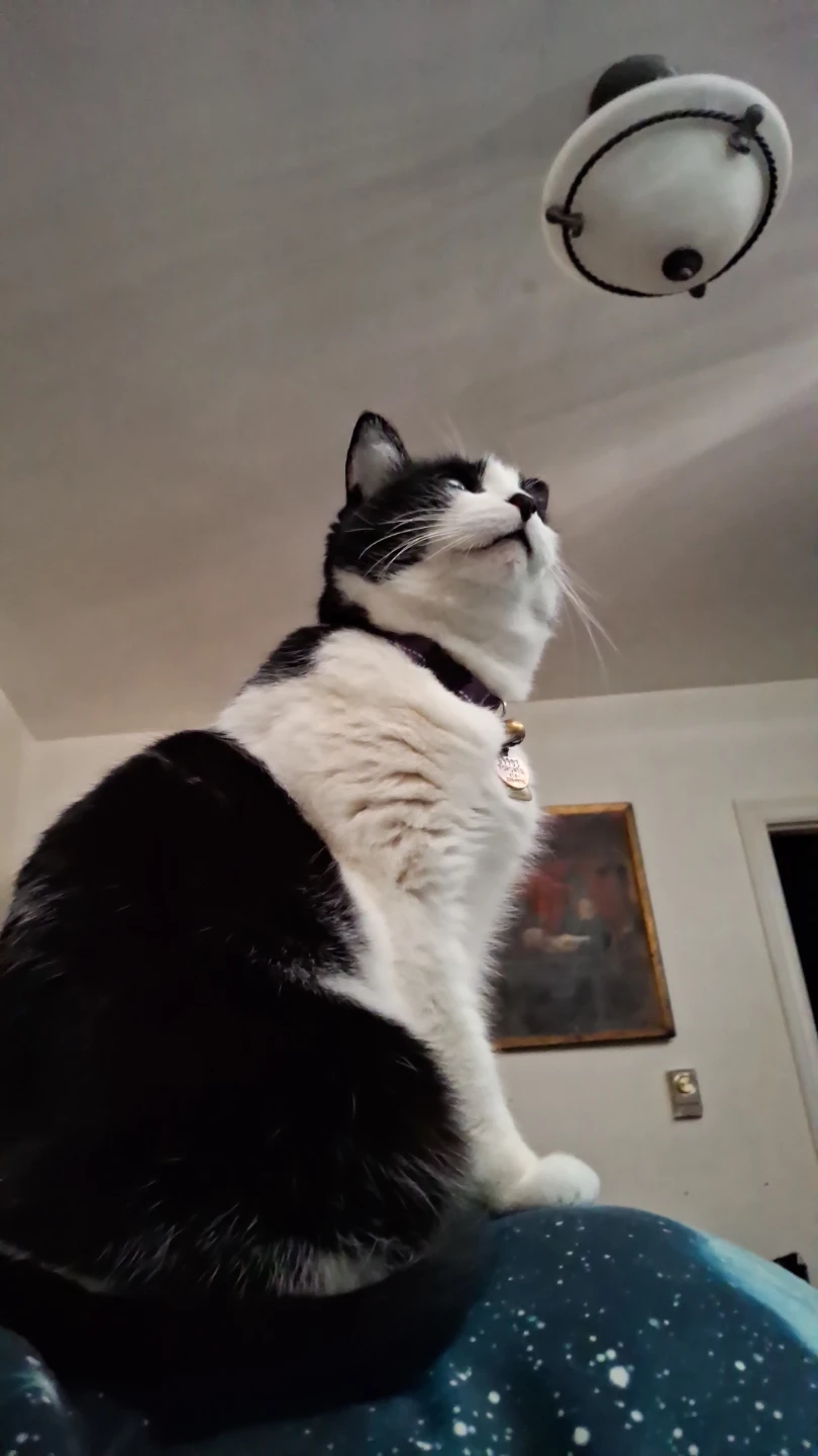 Jaws profile