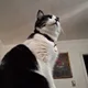 Jaws profile