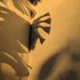 Anastasia profile