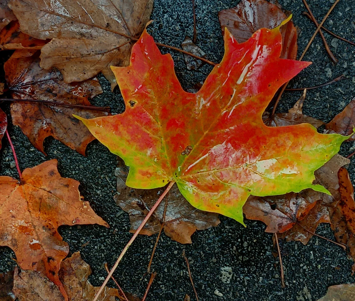 Cylis Taylor profile