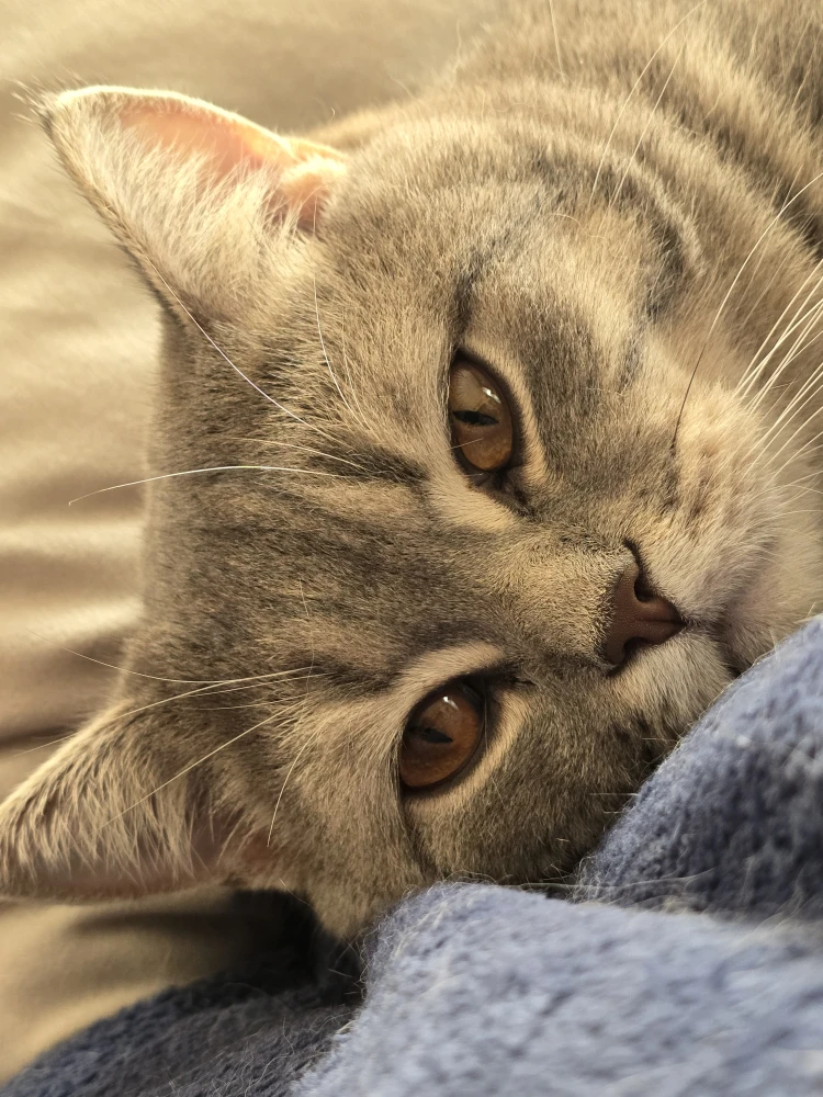 Sebastian profile