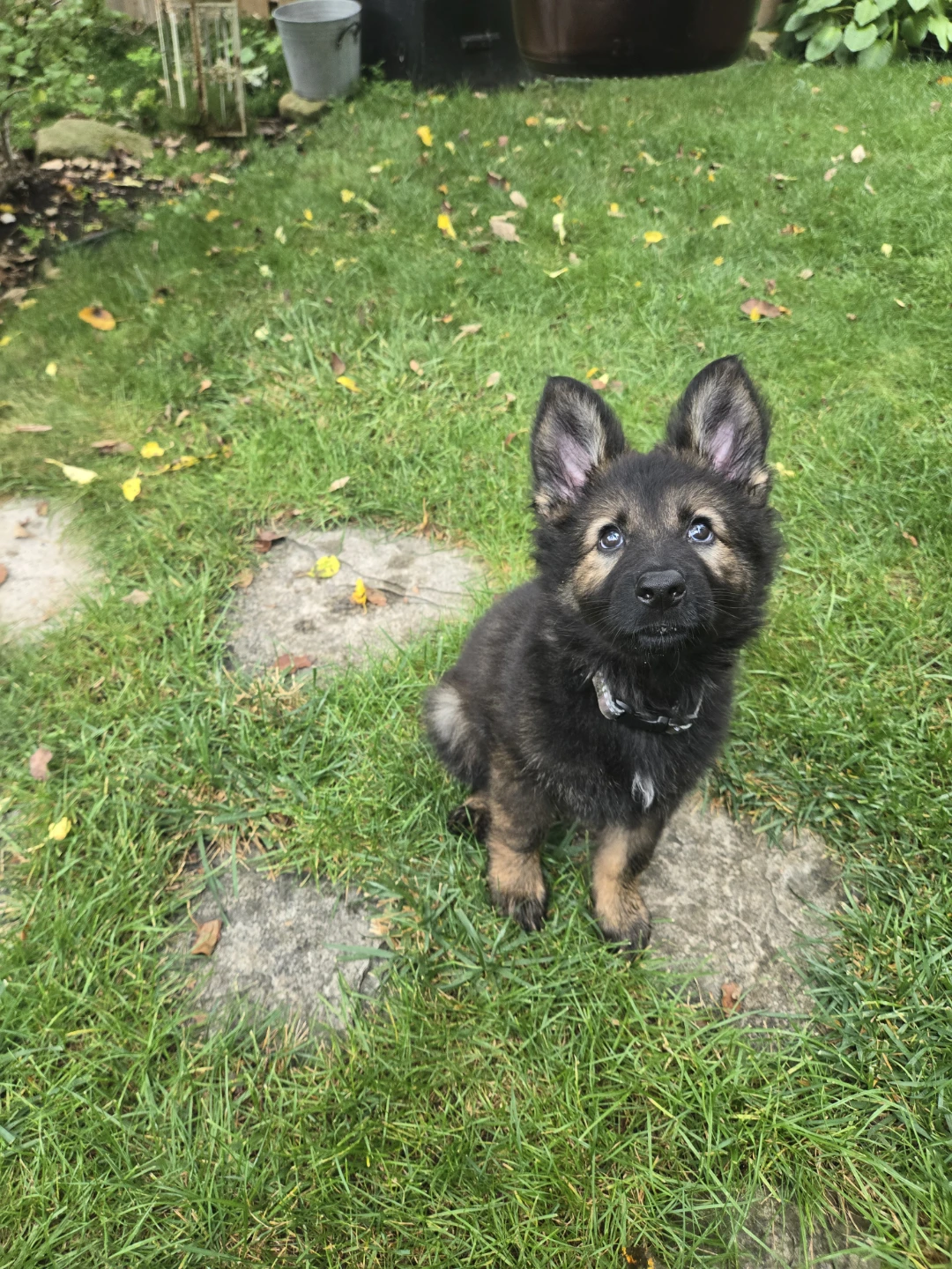 Luke profile