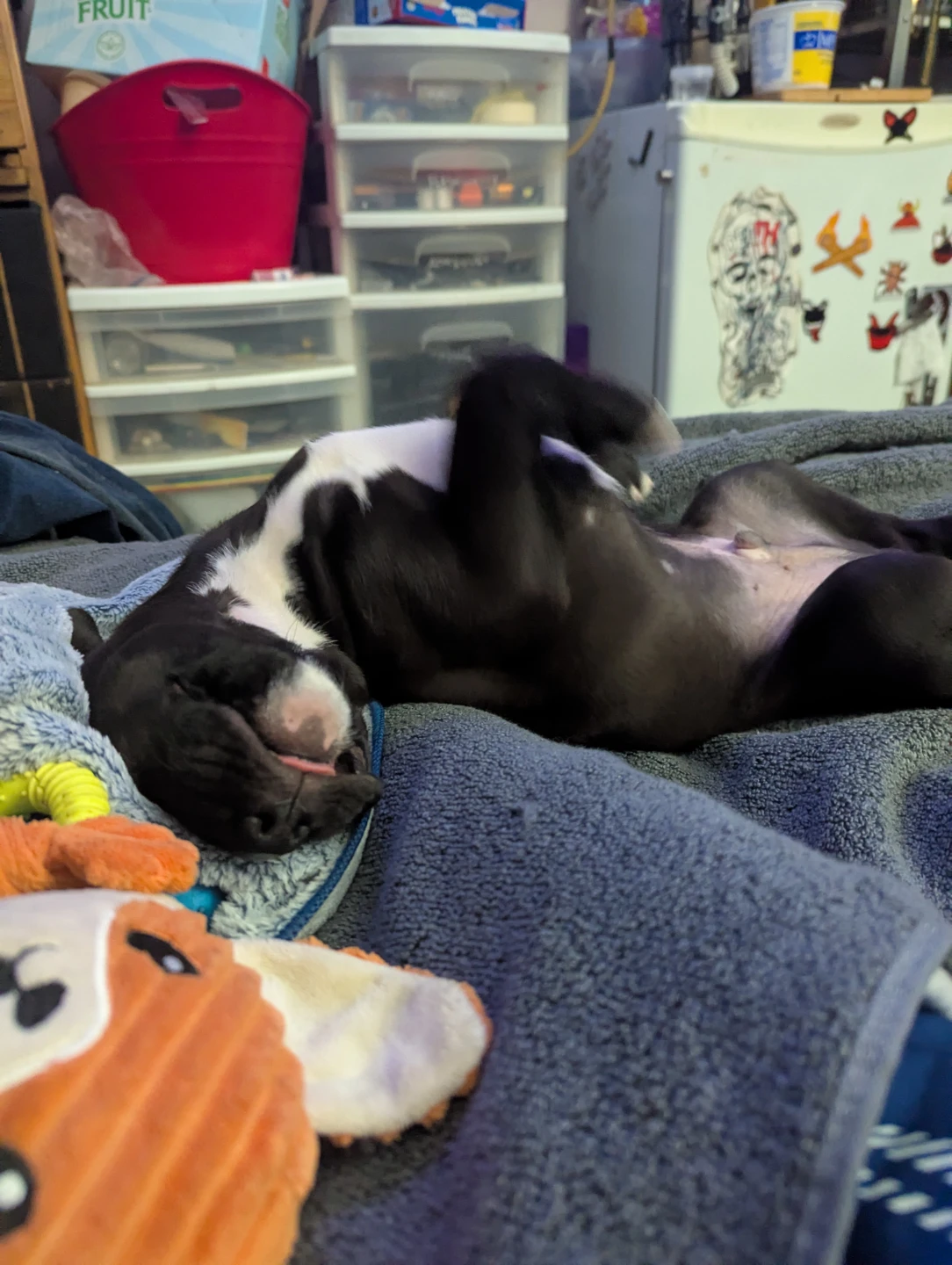 Steven Schurman profile