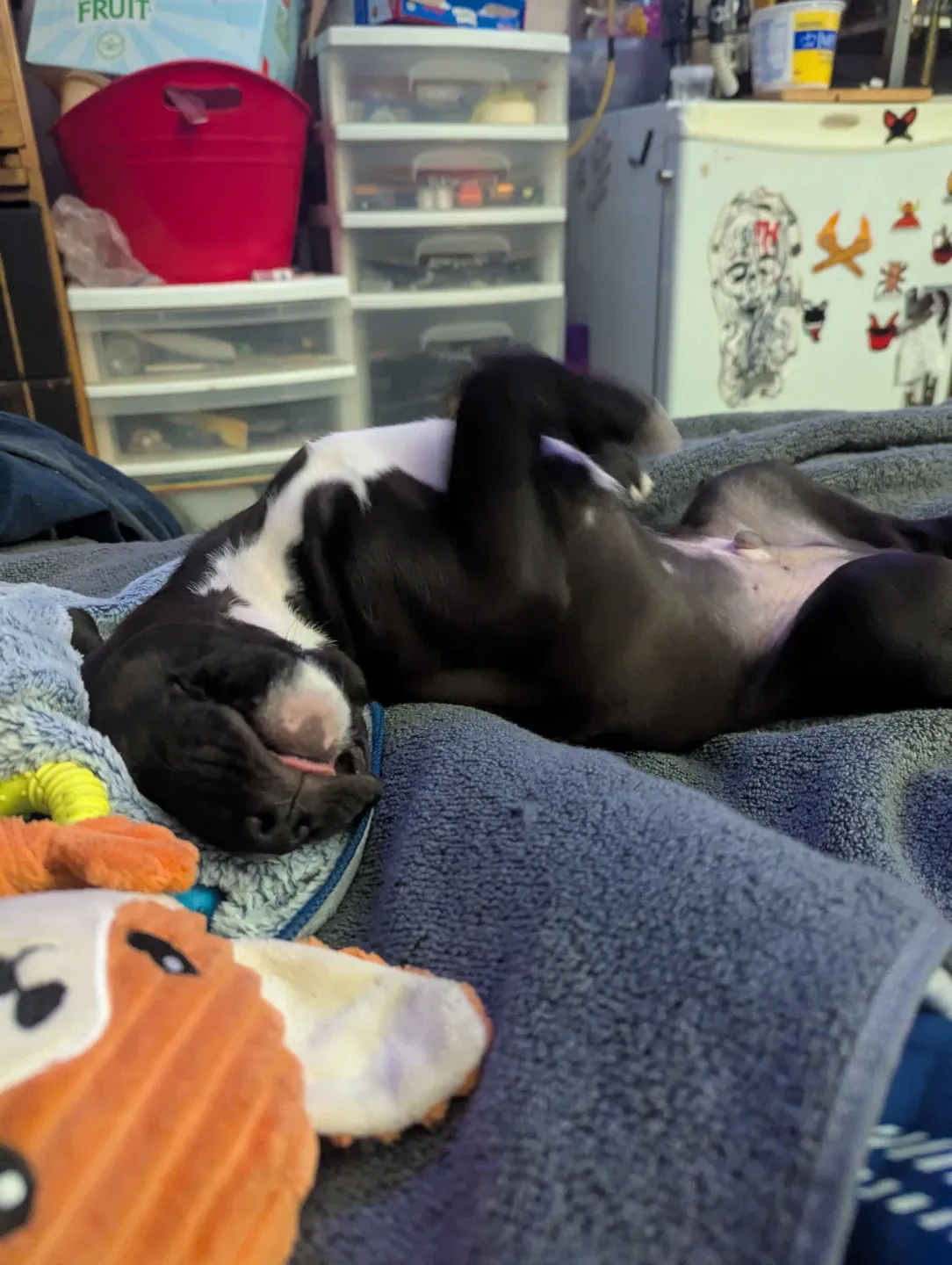 Steven Schurman profile