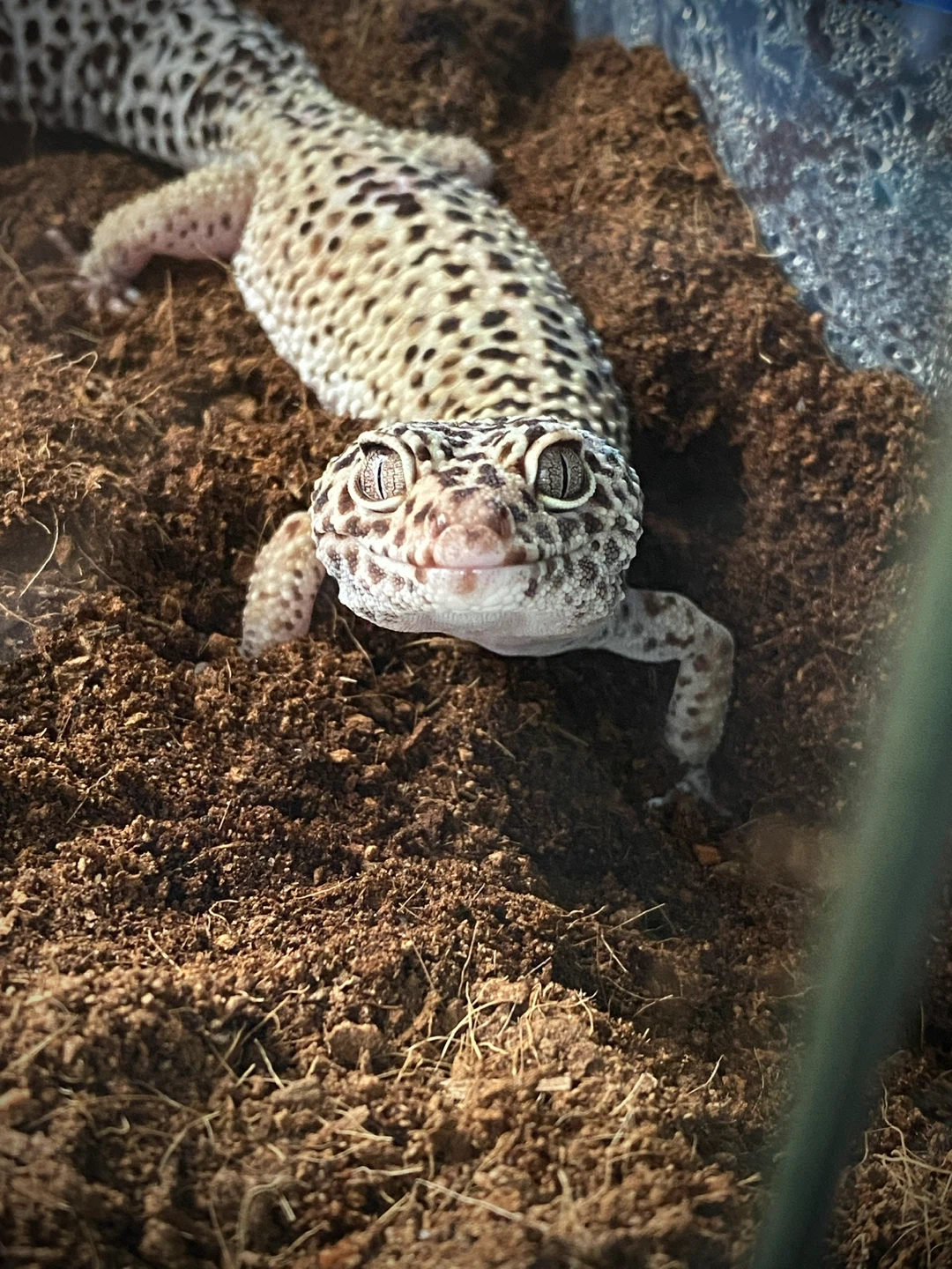 Jackie profile