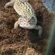 Jackie profile