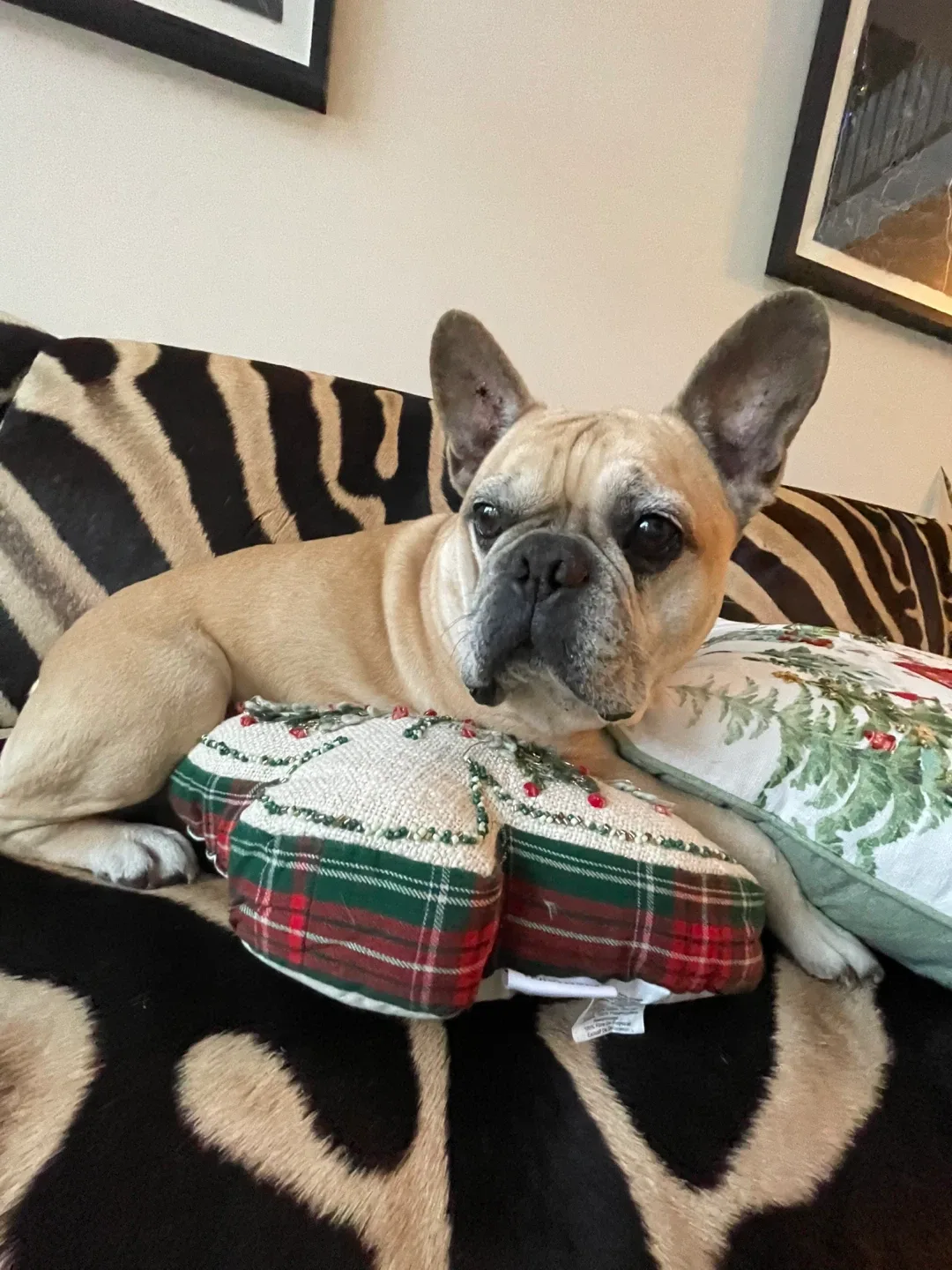 Daemon Magallanes profile