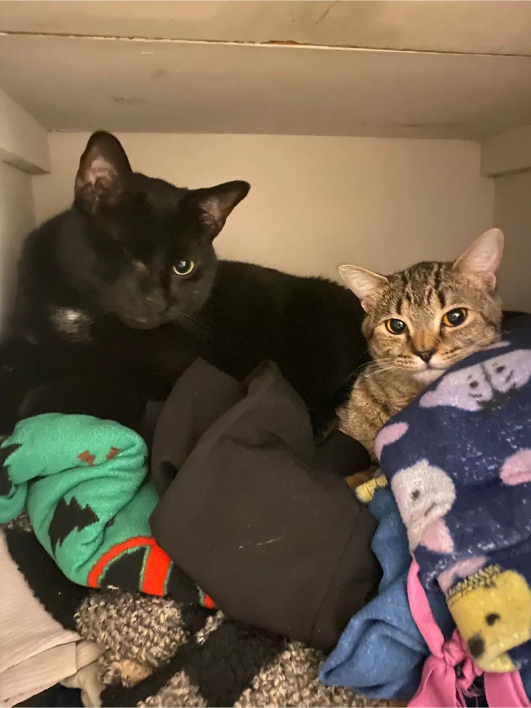 Daemion Bentley profile