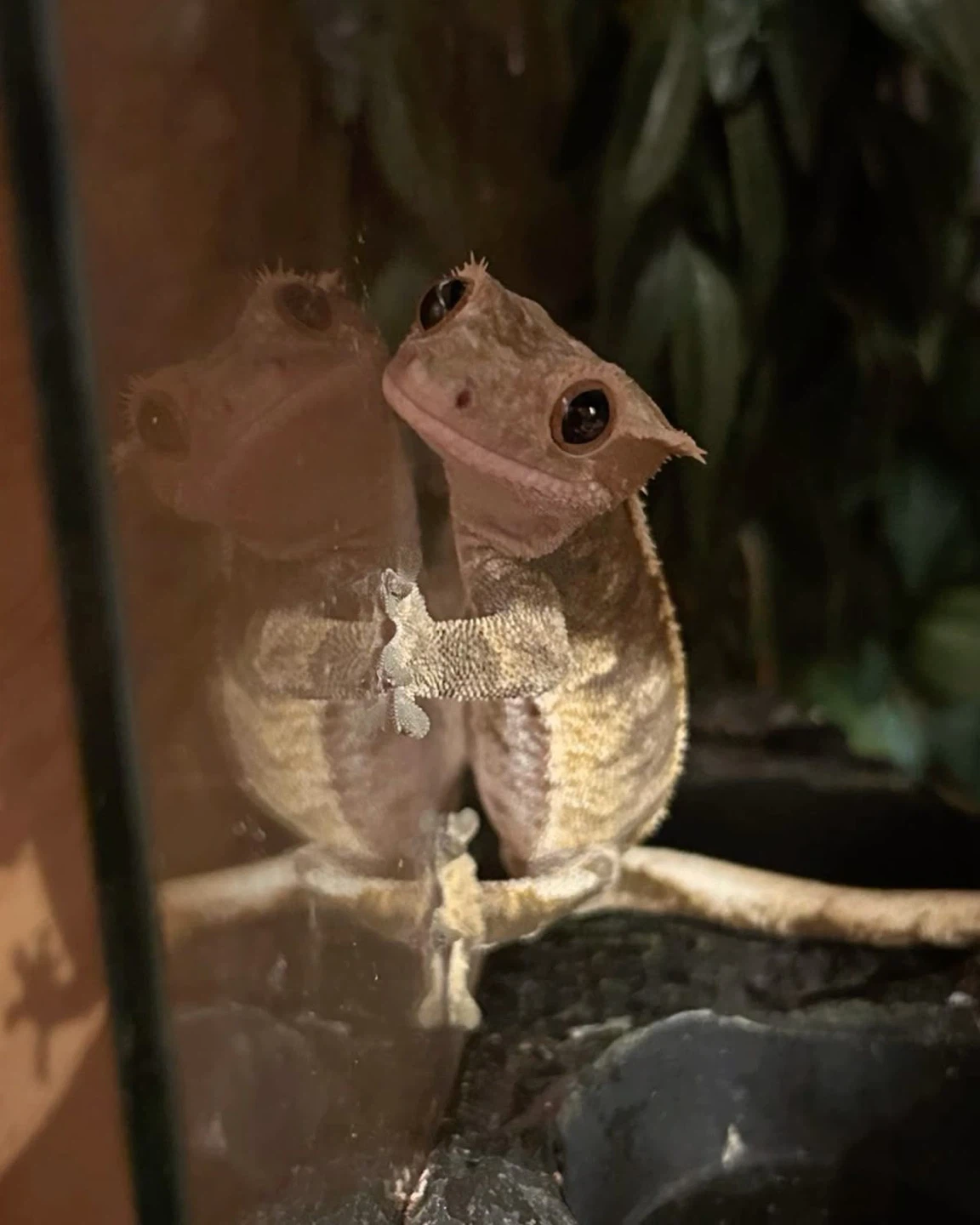 Bree profile
