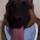 Kaiden profile