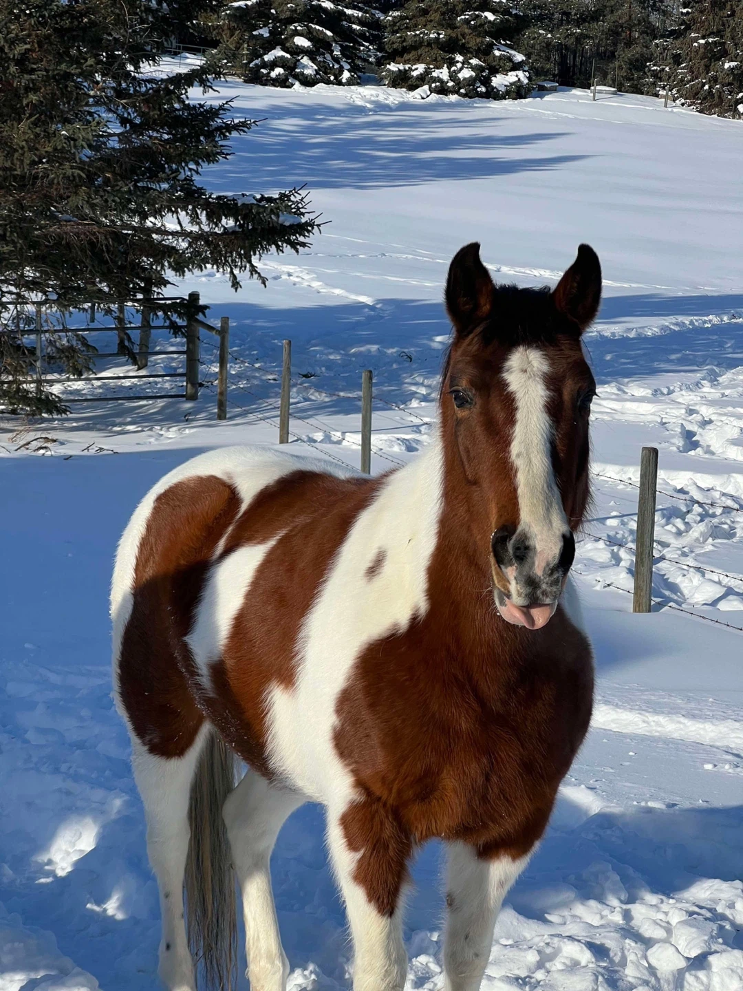 Heidi profile