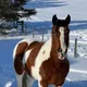 Heidi profile