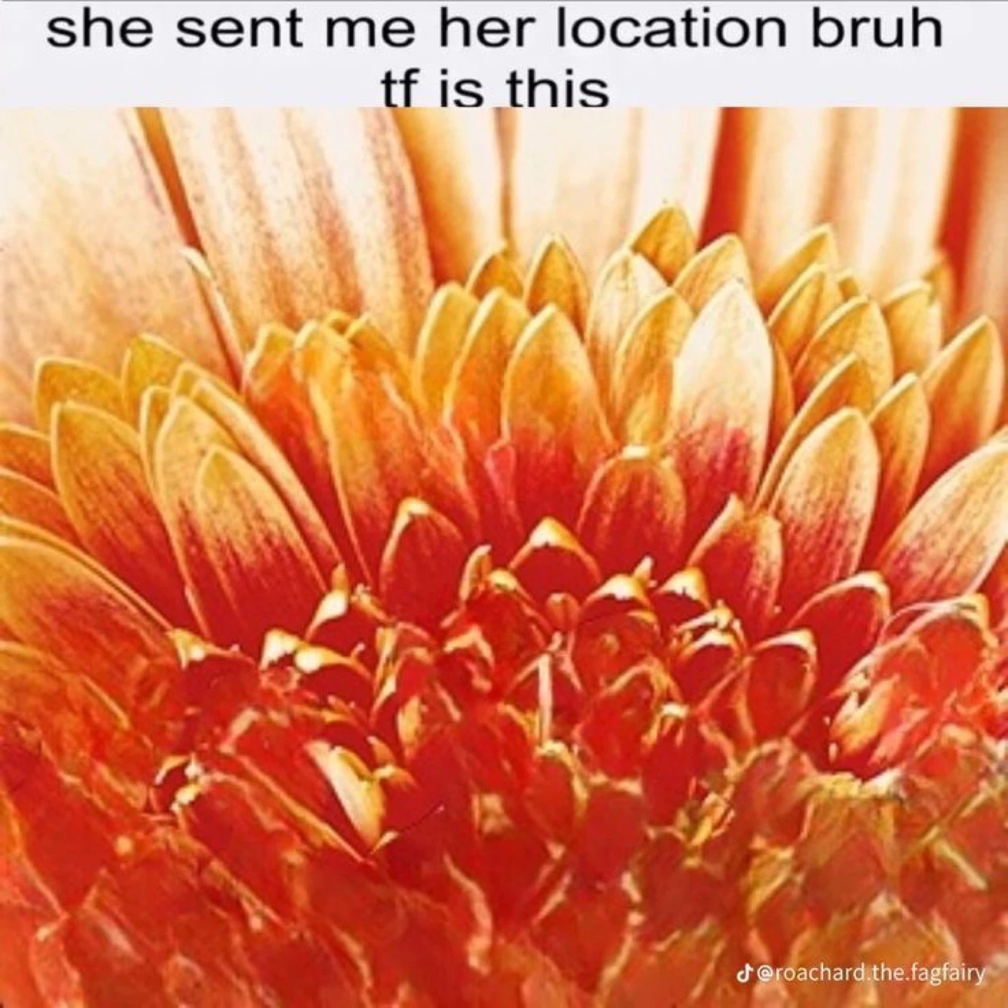Syd