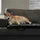 Katoshuman profile