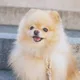 SJ profile