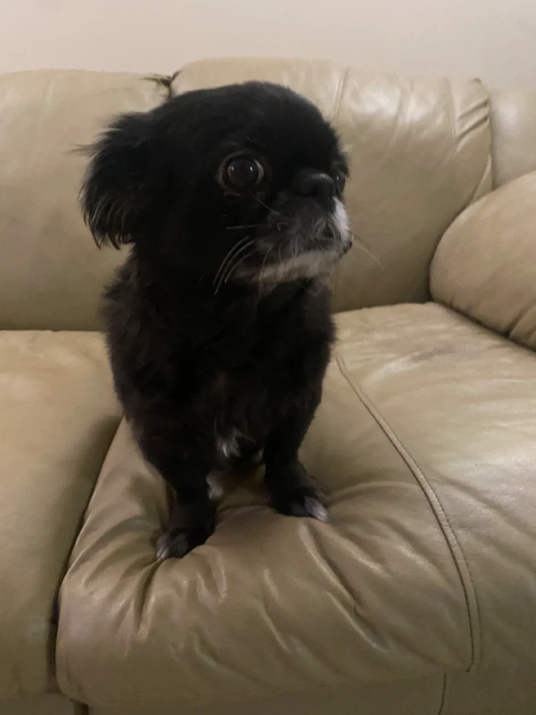 Alex Dapello profile