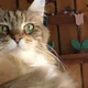 Minami profile