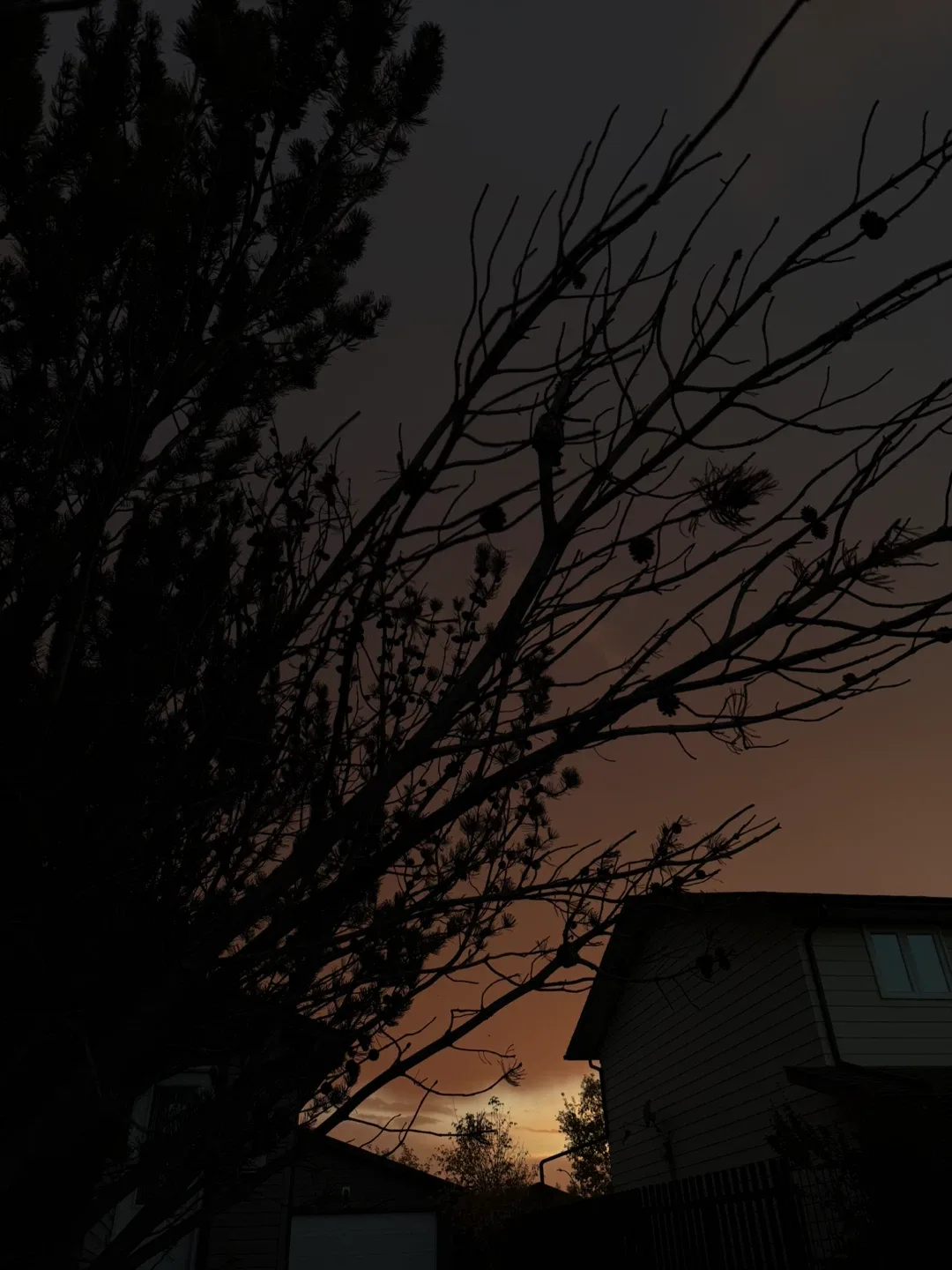 Farah Doughan profile