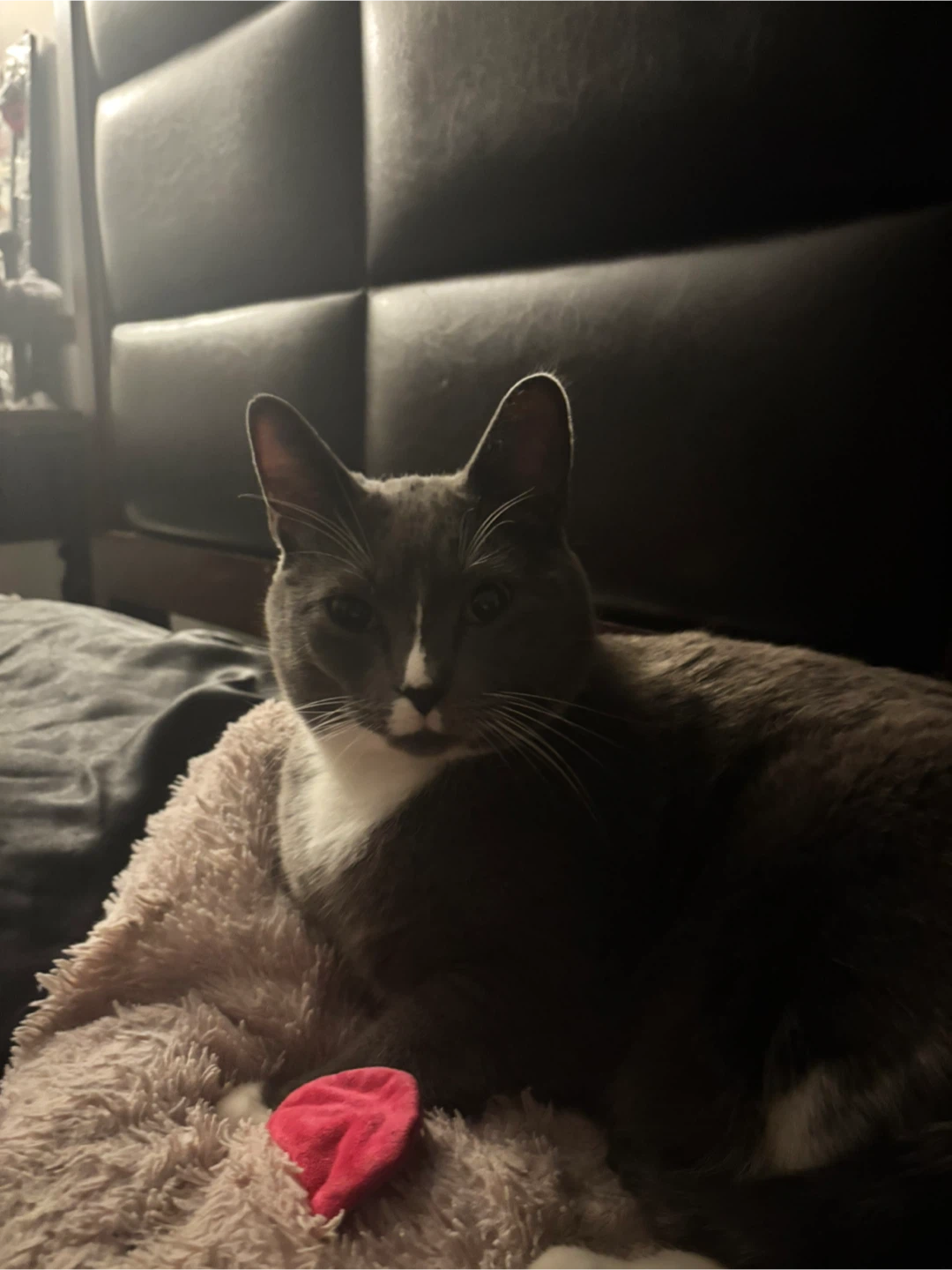 Lila profile